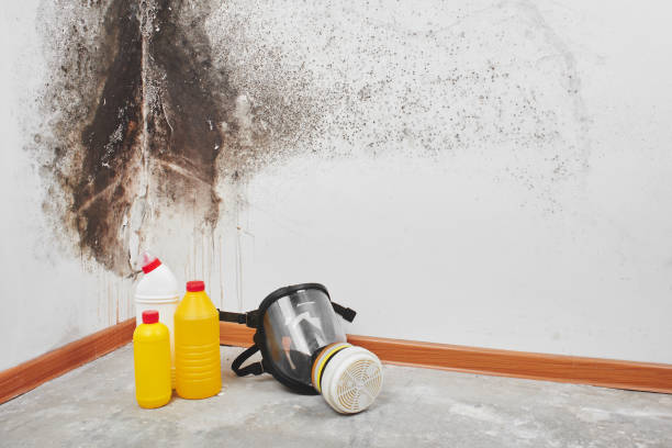 Best Black Mold Removal  in Constantine, MI