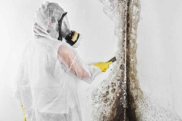 Best Affordable Mold Removal  in Constantine, MI