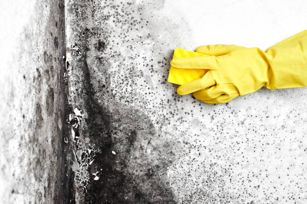 Best Mold Removal Specialists  in Constantine, MI