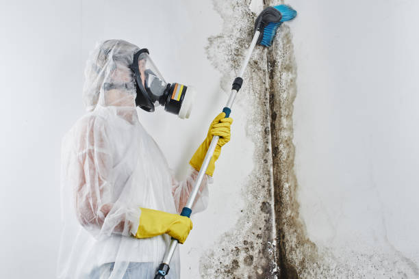 Best Toxic Mold Removal  in Constantine, MI