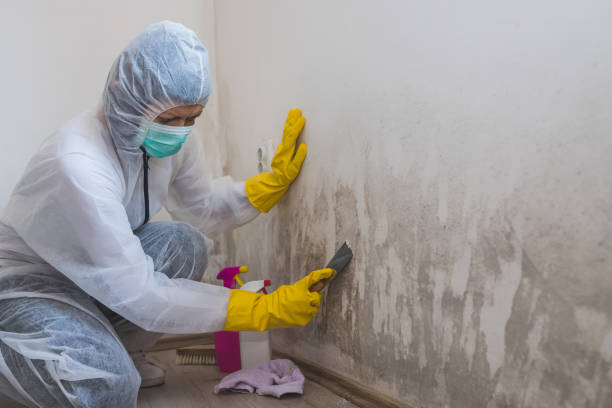 Best Black Mold Removal  in Constantine, MI