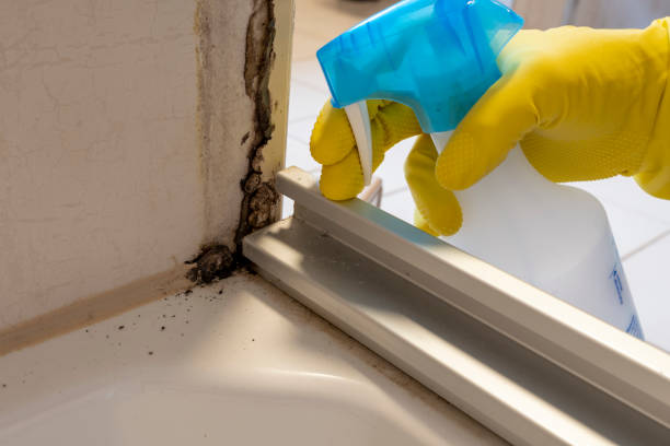 Mold Removal and Inspection in Constantine, MI