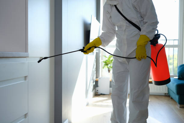 Best Mold Removal Company Near Me  in Constantine, MI