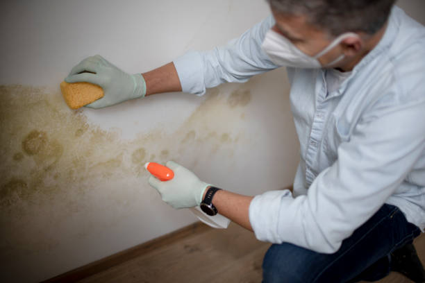 Best Mold Cleaning Services  in Constantine, MI