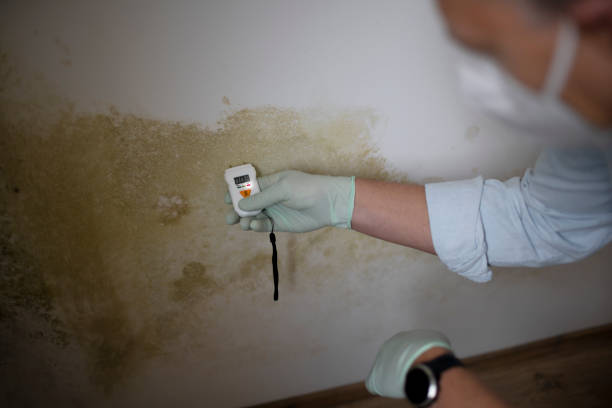 Best Commercial Mold Removal  in Constantine, MI