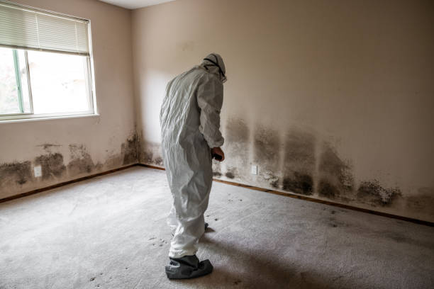 Best Certified Mold Removal  in Constantine, MI