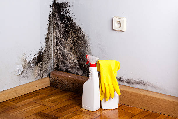 Certified Mold Removal in Constantine, MI
