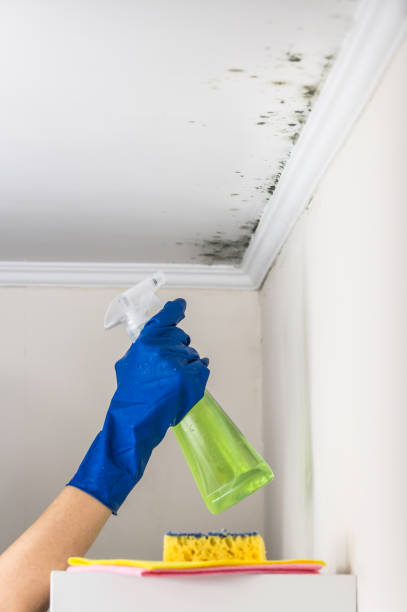 Best Mold Damage Repair  in Constantine, MI